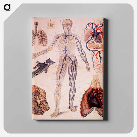 アートパネル-The Veins & Lungs
 - 国立医学図書館 Canvas.
