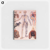 アートメモ帳-The Veins & Lungs
 - 国立医学図書館 Memo.