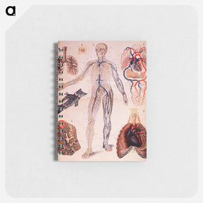 アートメモ帳-The Veins & Lungs
 - 国立医学図書館 Memo.