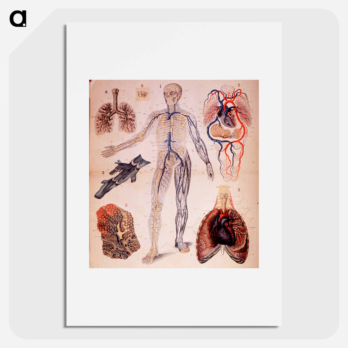 アートポスター-The Veins & Lungs
 - 国立医学図書館 Poster.