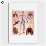 アートポスター-The Veins & Lungs
 - 国立医学図書館 Poster.