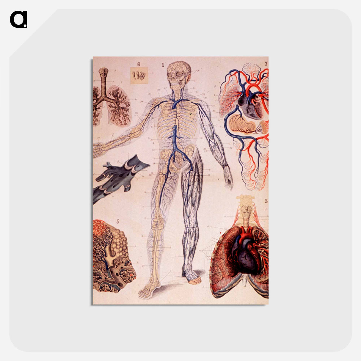 アートポストカード-The Veins & Lungs
 - 国立医学図書館 Postcard.
