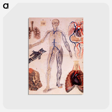 アートポストカード-The Veins & Lungs
 - 国立医学図書館 Postcard.