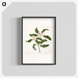 1-57_Native-Flowering-Plants-of-New-Zealand_blk
