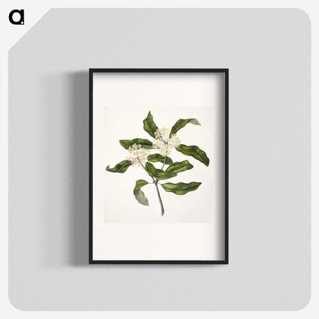 1-57_Native-Flowering-Plants-of-New-Zealand_blk