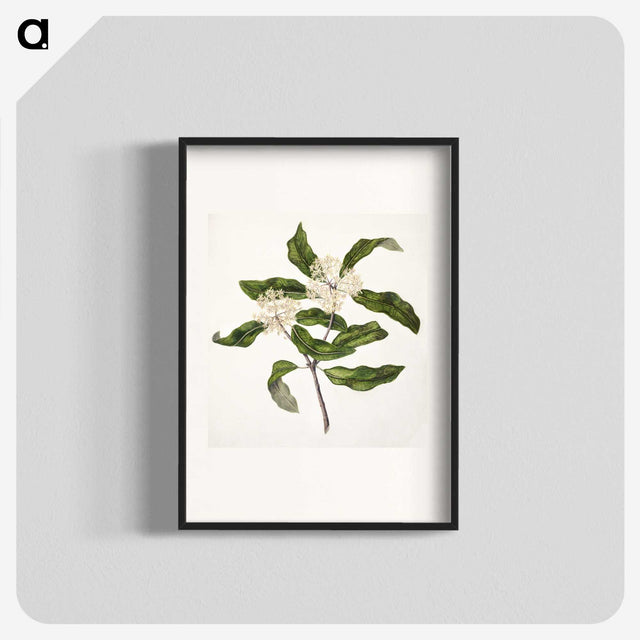 1-57_Native-Flowering-Plants-of-New-Zealand_blk
