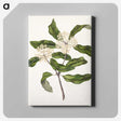 1-57_Native-Flowering-Plants-of-New-Zealand_canvas