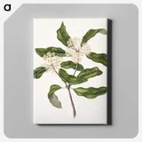 1-57_Native-Flowering-Plants-of-New-Zealand_canvas