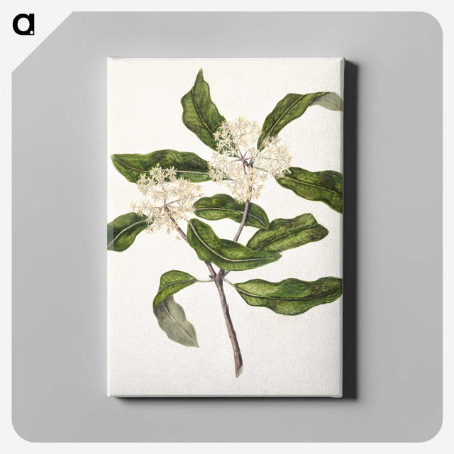 1-57_Native-Flowering-Plants-of-New-Zealand_canvas
