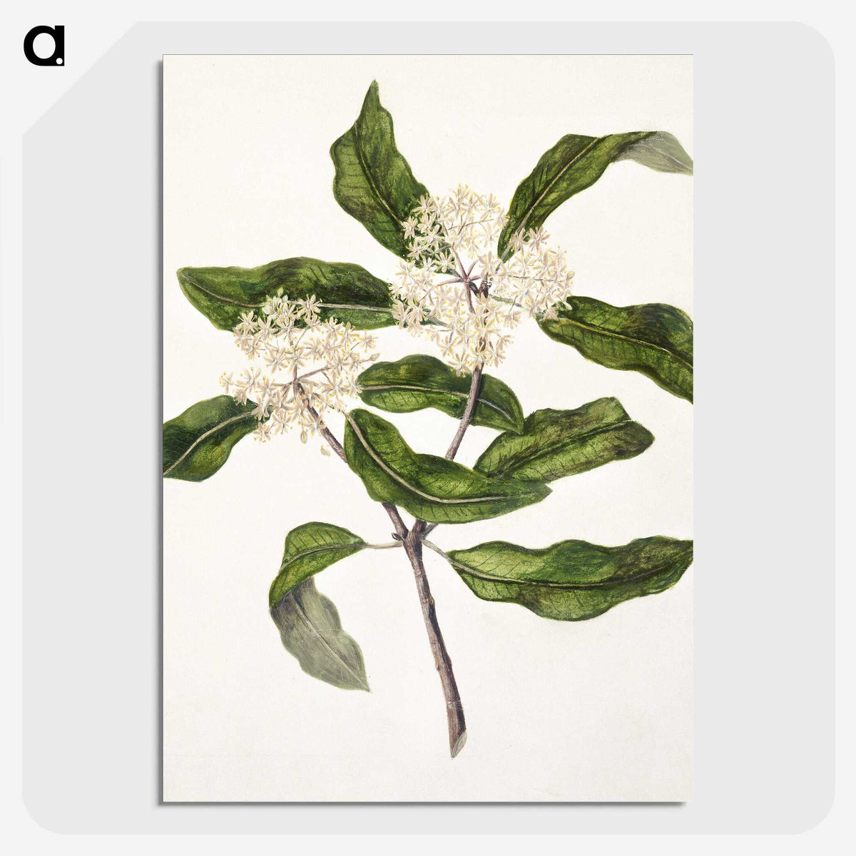 1-57_Native-Flowering-Plants-of-New-Zealand_picture-crop