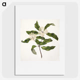 1-57_Native-Flowering-Plants-of-New-Zealand_picture