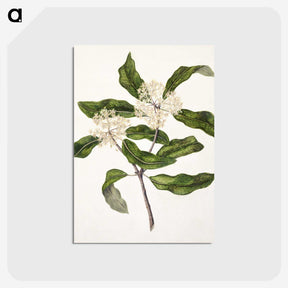 1-57_Native-Flowering-Plants-of-New-Zealand_postcard