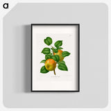 1-57_Nederlandsche-Flora-en-Pomona_blk