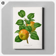 1-57_Nederlandsche-Flora-en-Pomona_canvas