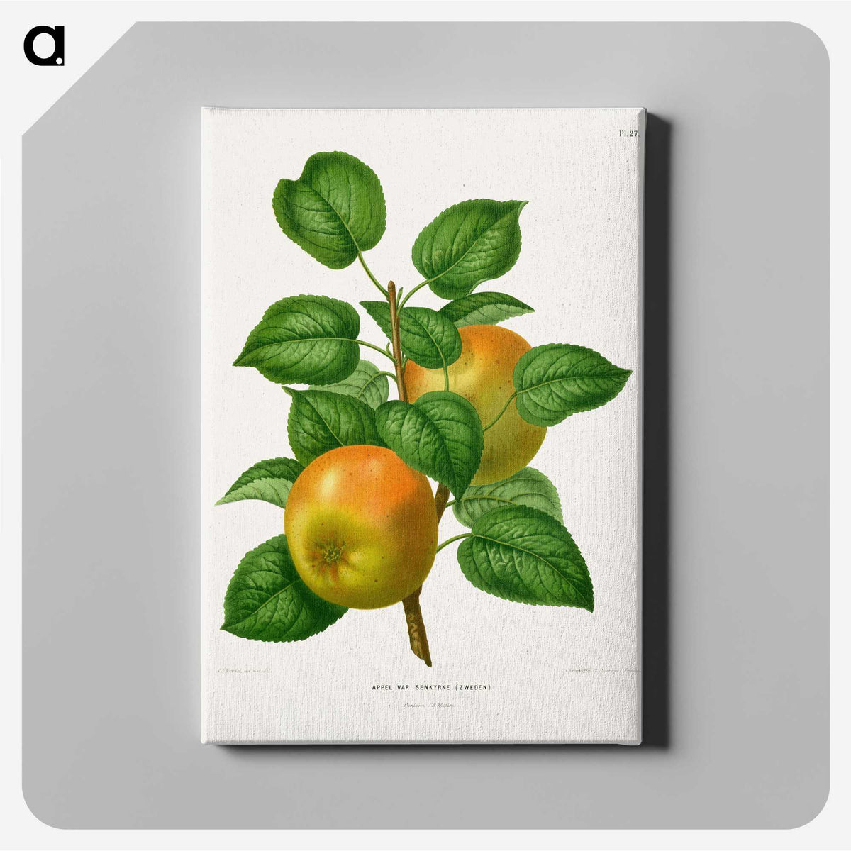 1-57_Nederlandsche-Flora-en-Pomona_canvas