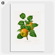 1-57_Nederlandsche-Flora-en-Pomona_picture