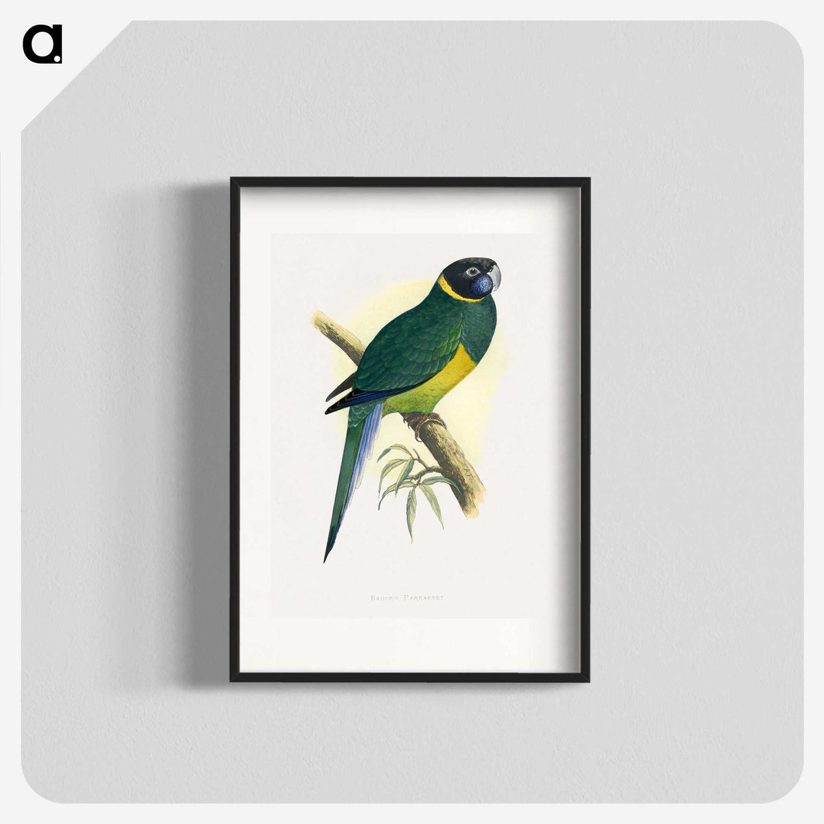 1-57_Parrots-in-Captivity_blk