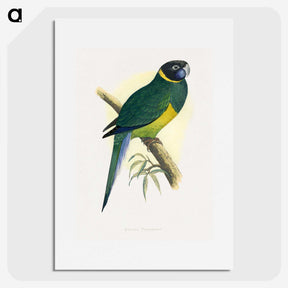 1-57_Parrots-in-Captivity_picture
