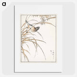 アートポスター-Japanese Grey Bunting and Rise Plant
 - 鳥類図鑑 Poster.