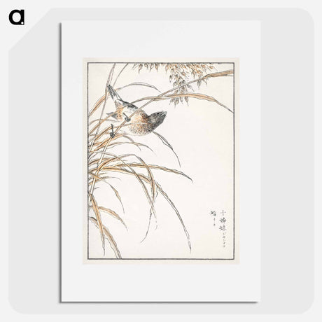 アートポスター-Japanese Grey Bunting and Rise Plant
 - 鳥類図鑑 Poster.