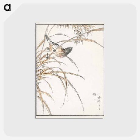 アートポストカード-Japanese Grey Bunting and Rise Plant
 - 鳥類図鑑 Postcard.