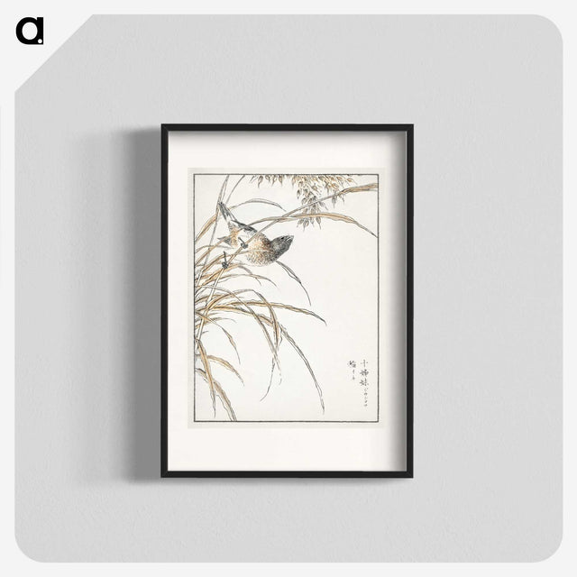 1-57_Pictorial-Monograph-of-Birds_blk