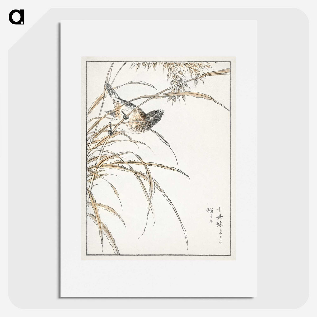 1-57_Pictorial-Monograph-of-Birds_picture
