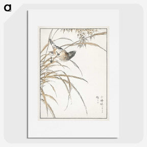 1-57_Pictorial-Monograph-of-Birds_picture
