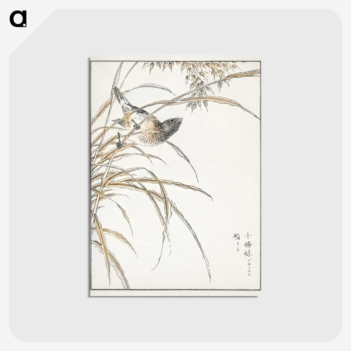 1-57_Pictorial-Monograph-of-Birds_postcard