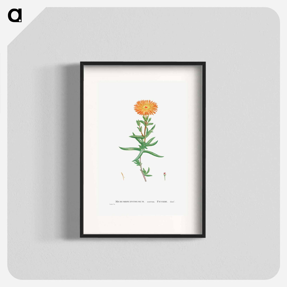 Mesembryanthemum Aureum (Golden Fig–Marigold) - Pierre-Joseph Redouté Poster.