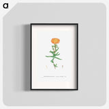 Mesembryanthemum Aureum (Golden Fig–Marigold) - Pierre-Joseph Redouté Poster.