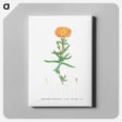 アートパネル-Mesembryanthemum Aureum (Golden Fig–Marigold) - ピエール ジョゼフ ルドゥーテ Canvas.