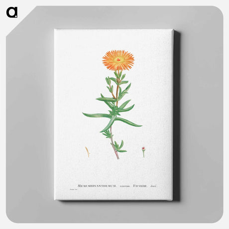 アートパネル-Mesembryanthemum Aureum (Golden Fig–Marigold) - ピエール ジョゼフ ルドゥーテ Canvas.
