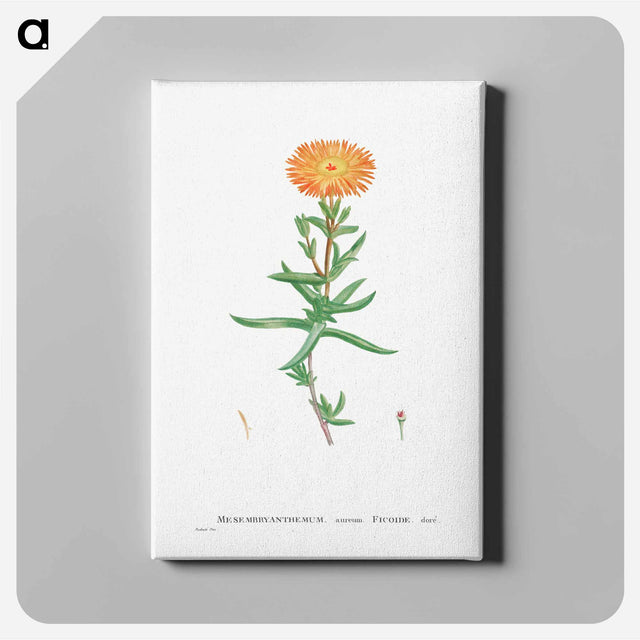 アートパネル-Mesembryanthemum Aureum (Golden Fig–Marigold) - ピエール ジョゼフ ルドゥーテ Canvas.