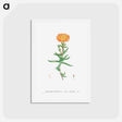 アートポストカード-Mesembryanthemum Aureum (Golden Fig–Marigold) - ピエール ジョゼフ ルドゥーテ Postcard.
