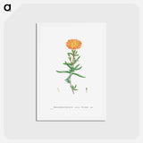 アートポストカード-Mesembryanthemum Aureum (Golden Fig–Marigold) - ピエール ジョゼフ ルドゥーテ Postcard.