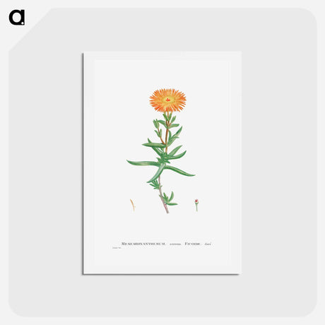 アートポストカード-Mesembryanthemum Aureum (Golden Fig–Marigold) - ピエール ジョゼフ ルドゥーテ Postcard.