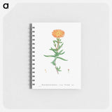 Mesembryanthemum Aureum (Golden Fig–Marigold) - ピエール ジョゼフ ルドゥーテ Memo.