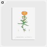 アートポストカード-Mesembryanthemum Aureum (Golden Fig–Marigold) - ピエール ジョゼフ ルドゥーテ Postcard.