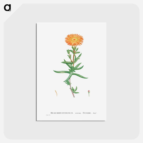 アートポストカード-Mesembryanthemum Aureum (Golden Fig–Marigold) - ピエール ジョゼフ ルドゥーテ Postcard.