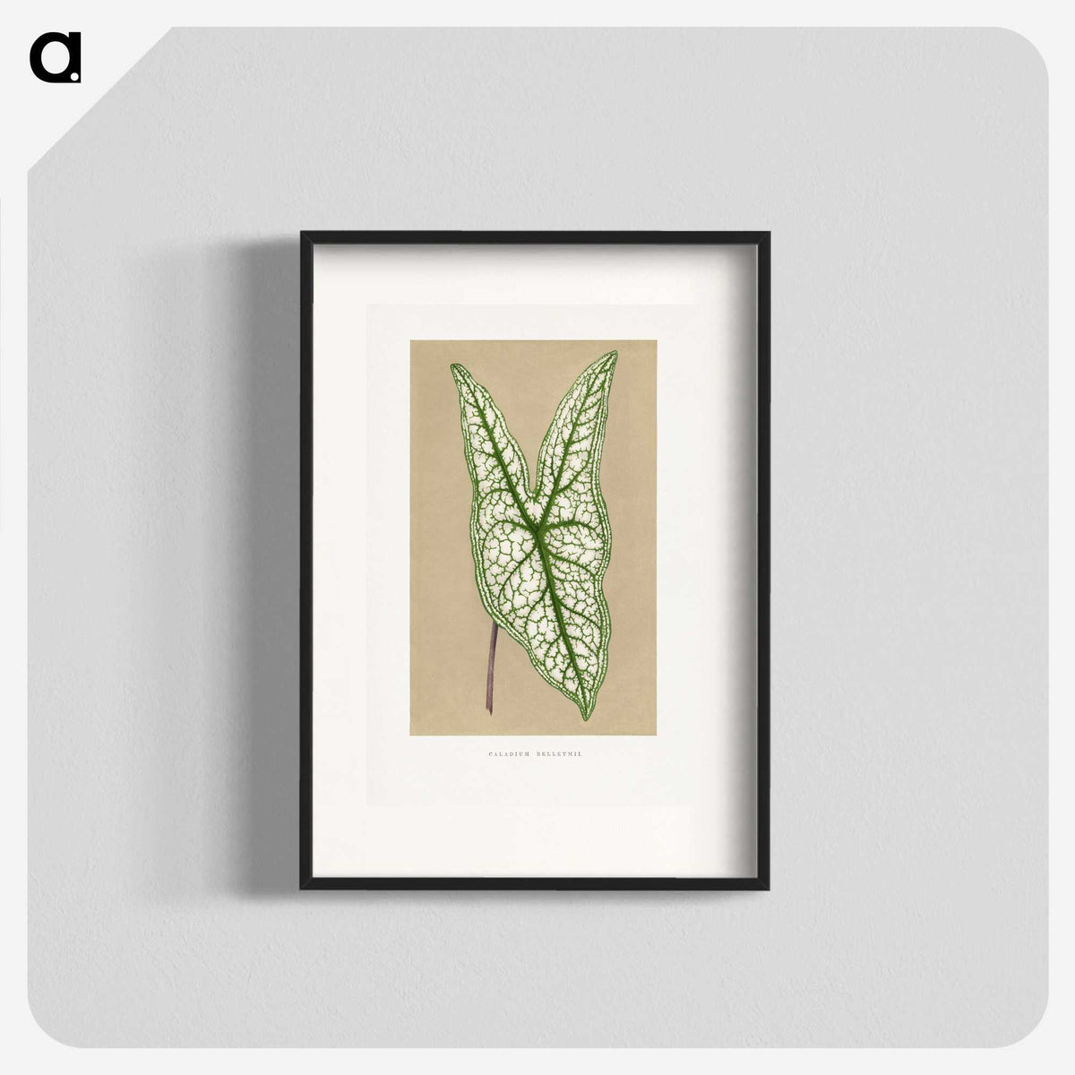 1-57_Plants-with-Colored-Foliage_blk