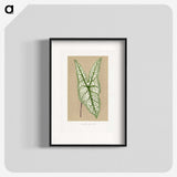 1-57_Plants-with-Colored-Foliage_blk