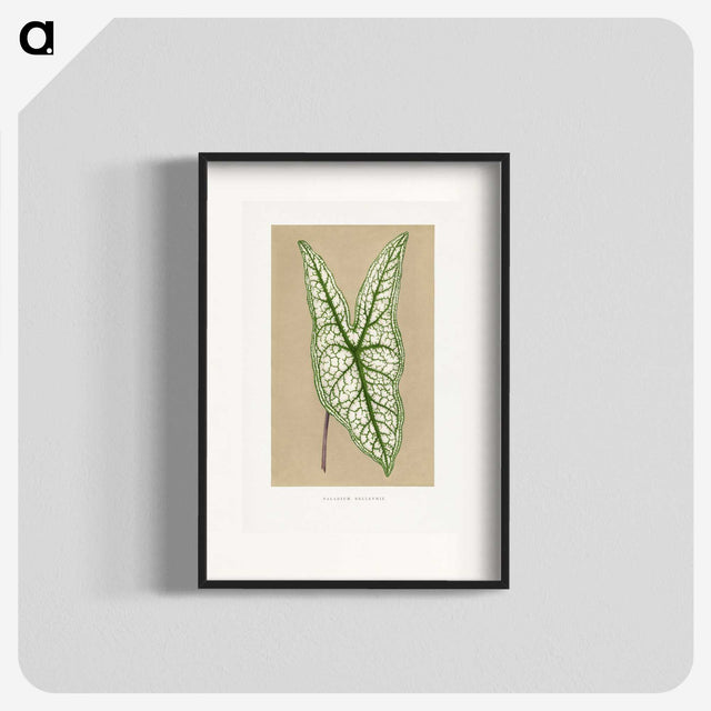 1-57_Plants-with-Colored-Foliage_blk