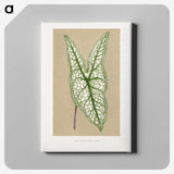 1-57_Plants-with-Colored-Foliage_canvas