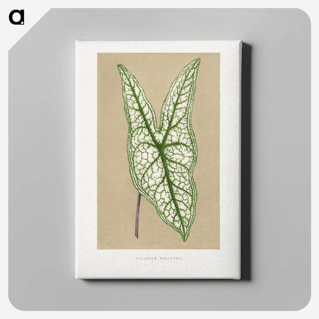 1-57_Plants-with-Colored-Foliage_canvas