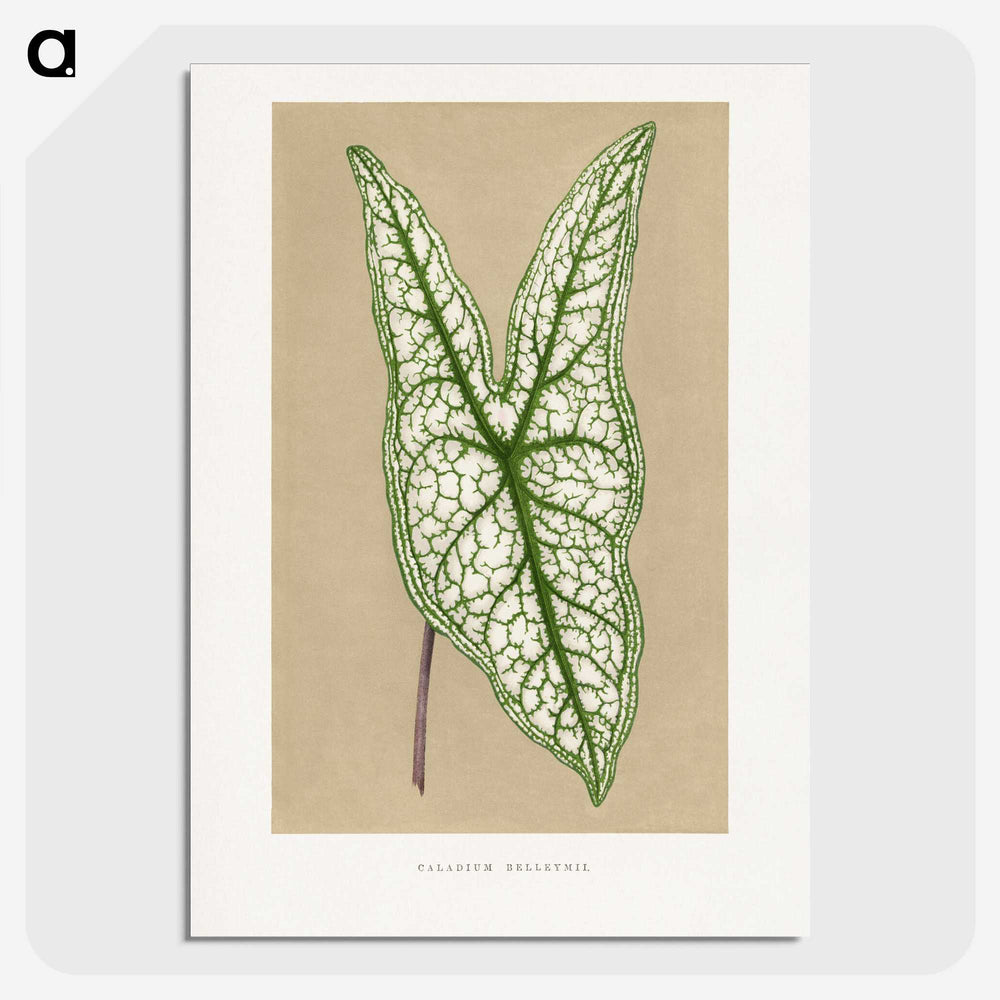 1-57_Plants-with-Colored-Foliage_picture-crop