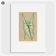 1-57_Plants-with-Colored-Foliage_picture