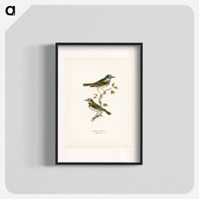 アートポスター-Bluethroat
 - スヴェンスカ フォグラル Poster.