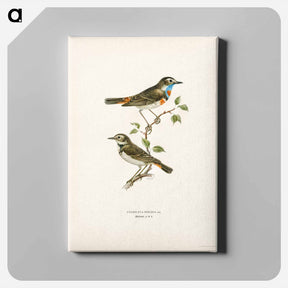 アートパネル-Bluethroat
 - スヴェンスカ フォグラル Canvas.