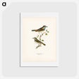 アートポストカード-Bluethroat
 - スヴェンスカ フォグラル Postcard.
